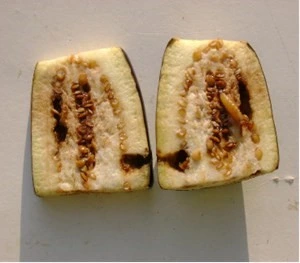 Fruit Borer